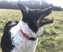 Load image into Gallery viewer, Tilly - Collars