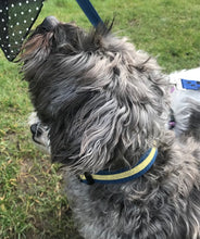 Load image into Gallery viewer, Gold and Blue dog collar