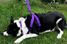 Load image into Gallery viewer, TILLY HARNESS SET